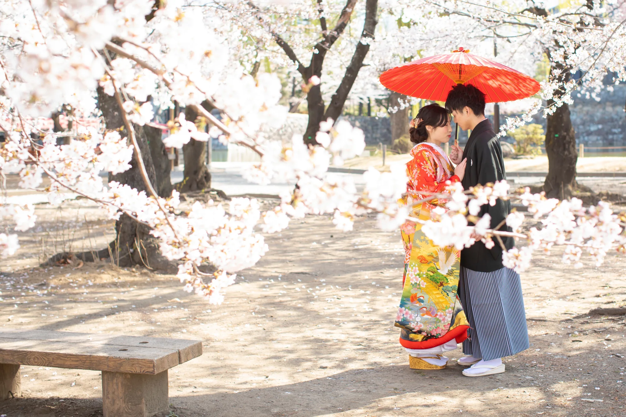 満開の桜の下で、赤い和傘をさして向かい合う色打掛の花嫁と黒紋付袴の花婿