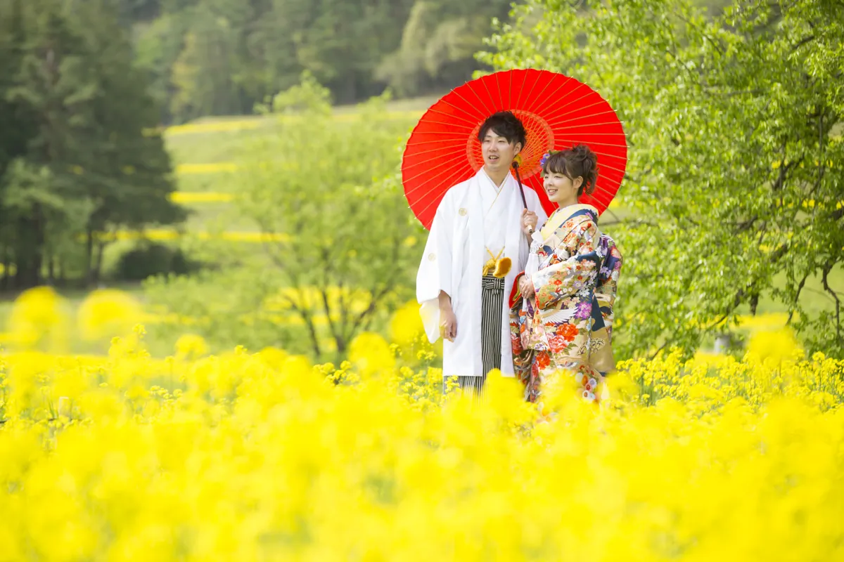 菜の花畑で赤い和傘をさす、色打掛の花嫁と白い紋付袴の花婿