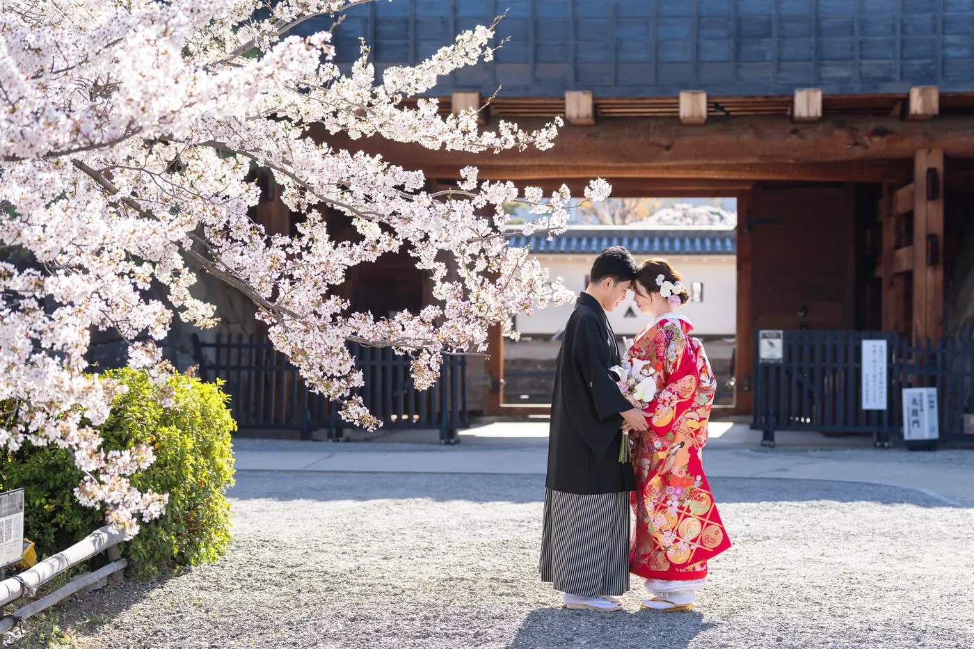 桜の咲く門の前で向かい合う、色打掛の花嫁と黒紋付袴の花婿