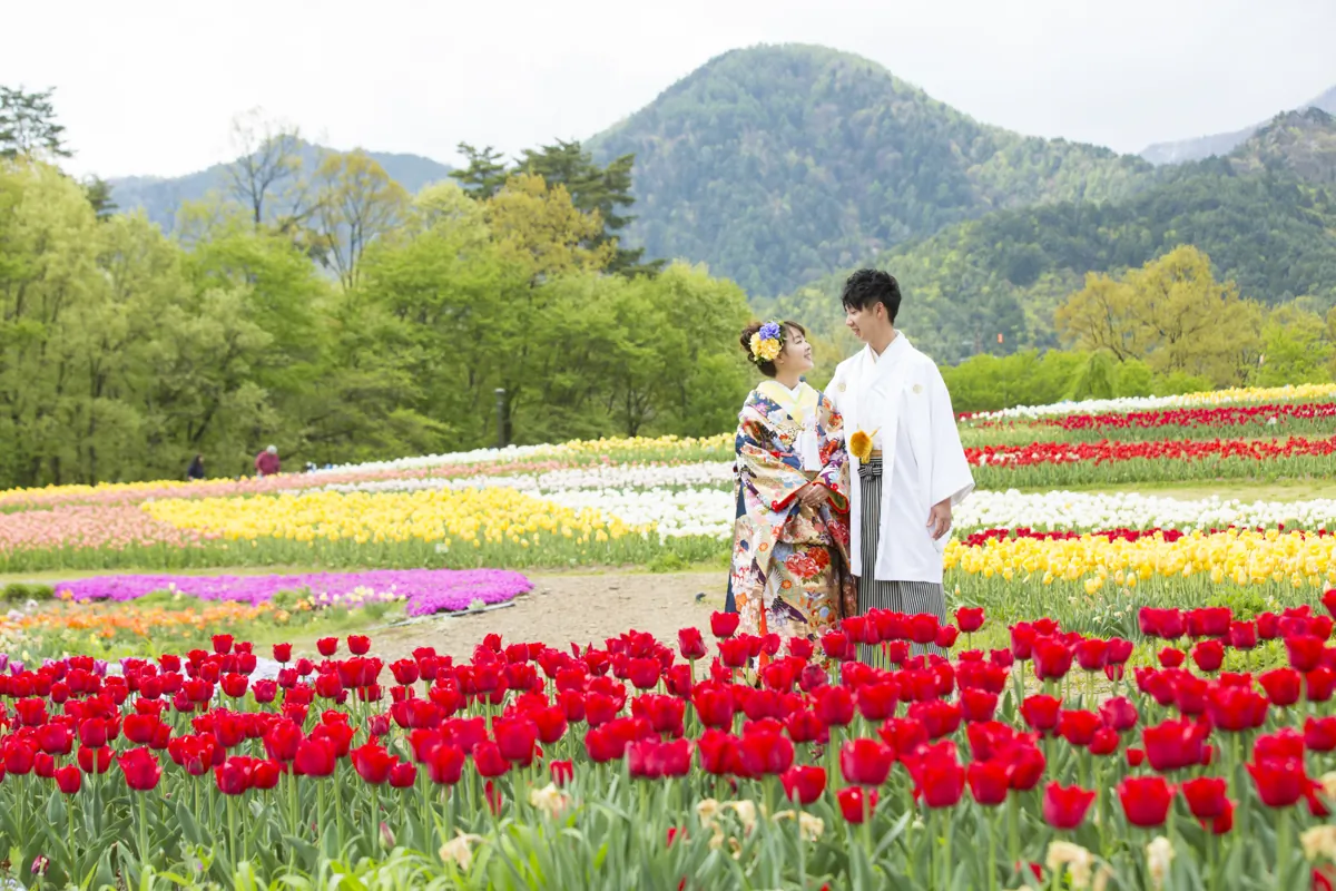 赤いチューリップ畑で向かい合う、色打掛の花嫁と紋付袴の花婿