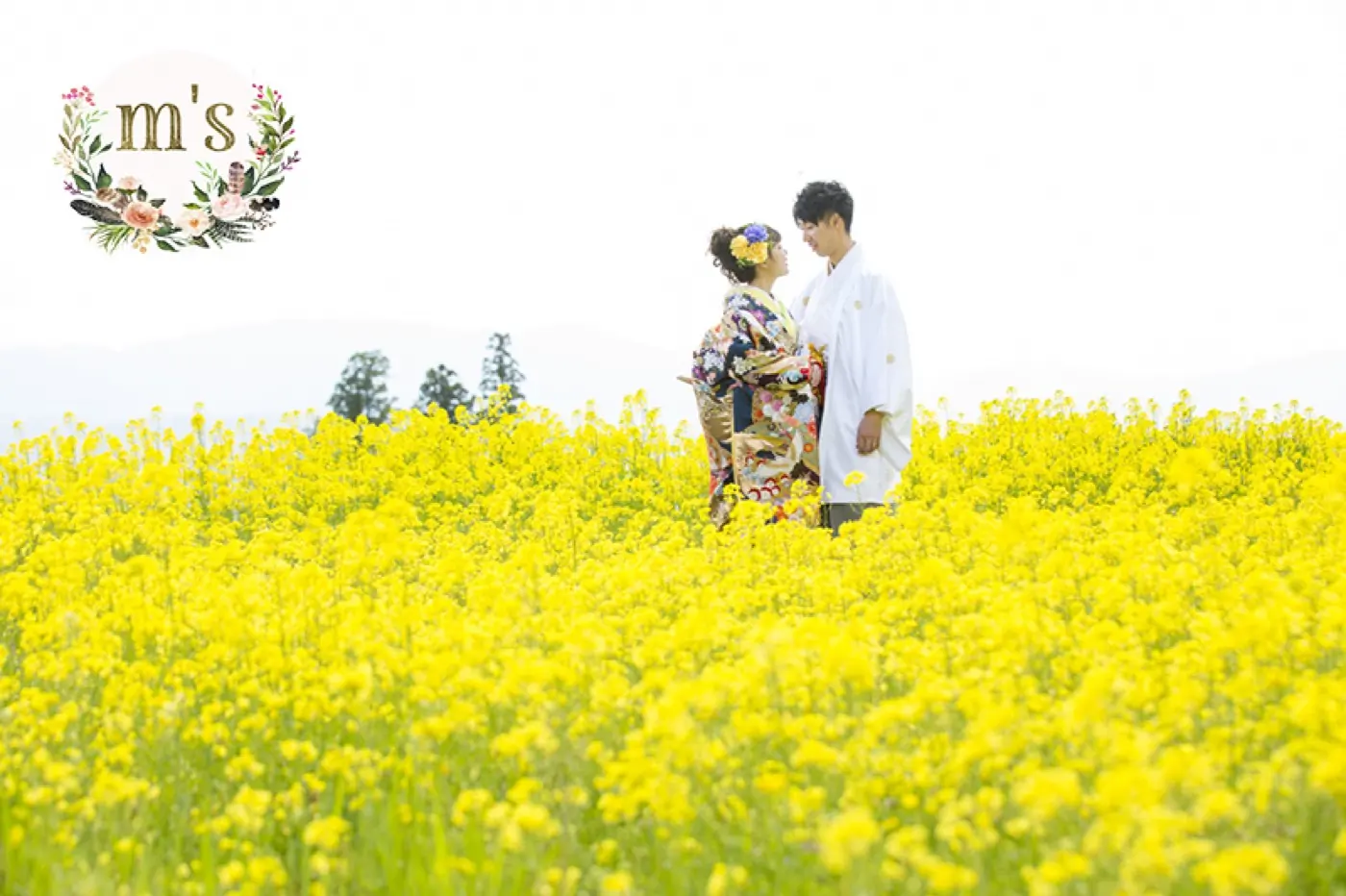 一面の菜の花畑に立つ、白無垢の花嫁と紋付袴の花婿